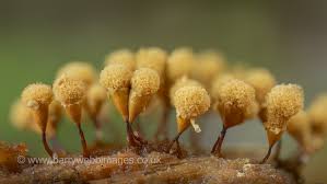 Attēlu rezultāti vaicājumam “Hemitrichia calyculata stalked”