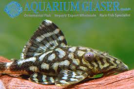 Attēlu rezultāti vaicājumam “Laccognathus panderi”