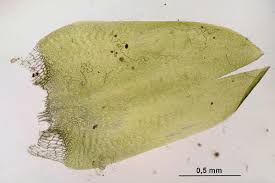 Attēlu rezultāti vaicājumam “Calliergonella cuspidata”