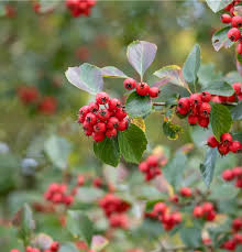 Attēlu rezultāti vaicājumam “Crataegus persimilis”