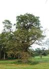 This veteran oak tree, known as 'the Queen' is almost certainly a relic of - via Daymix