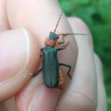 Attēlu rezultāti vaicājumam “Cantharis fusca larva”