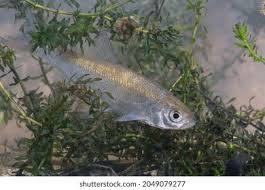 Attēlu rezultāti vaicājumam “Leuciscus idus”