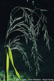 Attēlu rezultāti vaicājumam “Festuca gigantea”