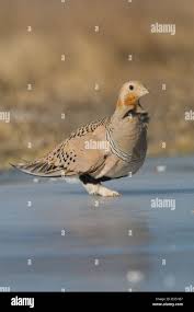 Image result for Syrrhaptes paradoxus