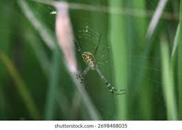 Attēlu rezultāti vaicājumam “Argiope bruennichi”