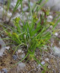 Attēlu rezultāti vaicājumam “Carex viridula”