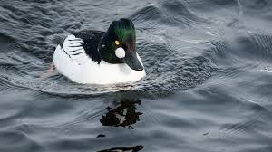 Attēlu rezultāti vaicājumam “Bucephala clangula”