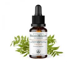 Attēlu rezultāti vaicājumam “Fraxinus excelsior bud”