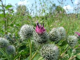 Attēlu rezultāti vaicājumam “Arctium tomentosum”