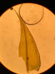 Attēlu rezultāti vaicājumam “Sciuro-hypnum populeum”