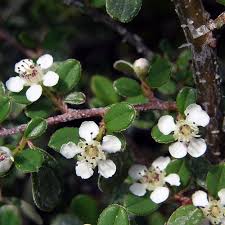 Attēlu rezultāti vaicājumam “Cotoneaster multiflorus leaf”