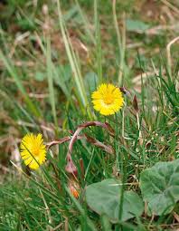 Attēlu rezultāti vaicājumam “Tussilago farfara flower”