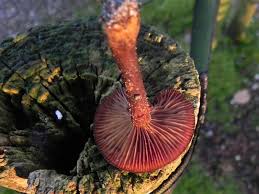 Image result for Melanoleuca rasilis var. pseudoluscina