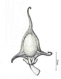 Attēlu rezultāti vaicājumam “Ceratophyllaceae”