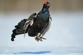 Image result for Tetrao tetrix