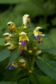 Attēlu rezultāti vaicājumam “Galeopsis speciosa leaf”