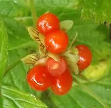 Attēlu rezultāti vaicājumam “Rubus saxatilis flower”