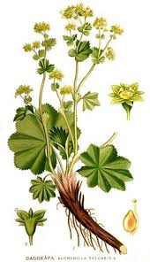 Attēlu rezultāti vaicājumam “Alchemilla subcrenata  flower”