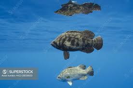 Image result for Lobotes surinamensis