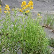 Attēlu rezultāti vaicājumam “Lysimachia vulgaris leaf”