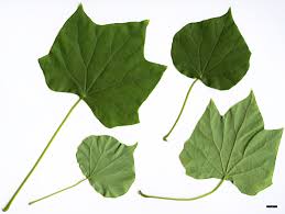 Attēlu rezultāti vaicājumam “Menispermum dauricum fruit”