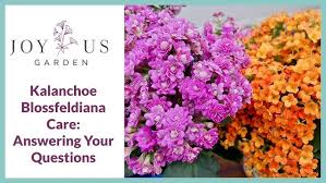 Image result for Kalanchoe blossfeldiana