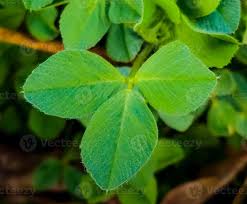 Attēlu rezultāti vaicājumam “Trifolium alpestre leaf”