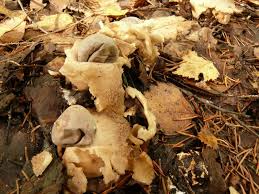 Attēlu rezultāti vaicājumam “Geastrum quadrifidum”