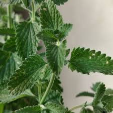 Attēlu rezultāti vaicājumam “Nepeta x faassenii leaf”