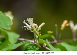 Attēlu rezultāti vaicājumam “Lonicera xylosteum flower”