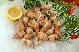 Image result for Buccinum undatum