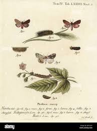 Attēlu rezultāti vaicājumam “Thyatira batis larva”