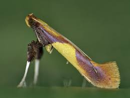 Attēlu rezultāti vaicājumam “Caloptilia alchimiella”