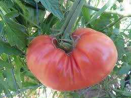 Afbeeldingsresultaat voor Pink Brandywine tomato
