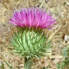 Image result for Onopordum acanthium