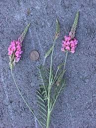 Image result for Onobrychis viciifolia