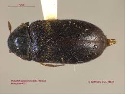 Attēlu rezultāti vaicājumam “Megatoma undata”