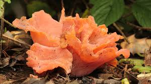 Attēlu rezultāti vaicājumam “Tremiscus helvelloides”