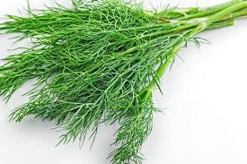 Image result for Dill