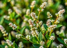 Attēlu rezultāti vaicājumam “Polygonum aviculare flower”