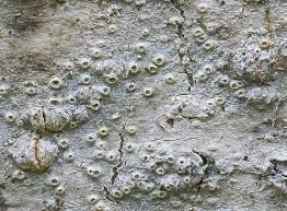 Attēlu rezultāti vaicājumam “Thelotrema lepadinum”