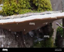 Attēlu rezultāti vaicājumam “Phellinus alni”