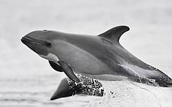 Image result for Leucopleurus acutus