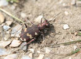 Attēlu rezultāti vaicājumam “Cicindela hybrida”