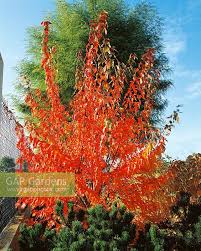 Attēlu rezultāti vaicājumam “Acer tataricum subsp. ginnala flower”
