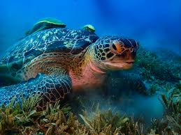 Image result for Chelonia mydas