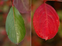 Attēlu rezultāti vaicājumam “Aronia melanocarpa leaf”