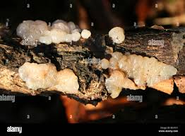 Attēlu rezultāti vaicājumam “Exidia thuretiana”