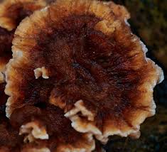 Attēlu rezultāti vaicājumam “Phleogena faginea young”